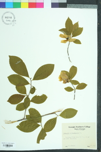 Stewartia malacodendron image