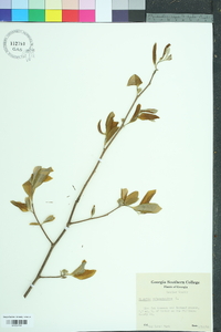 Stewartia malacodendron image