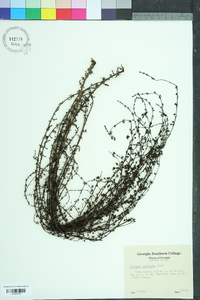 Seymeria pectinata image