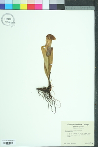 Sarracenia minor image