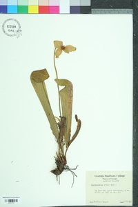 Sarracenia minor image