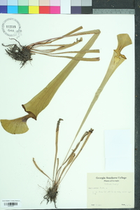 Sarracenia flava image