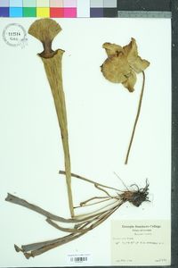 Sarracenia flava image