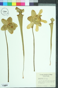 Sarracenia flava image