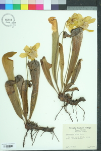 Sarracenia minor image