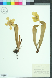 Sarracenia minor image