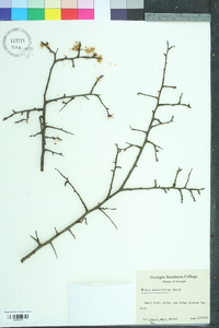 Prunus angustifolia image