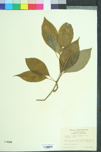 Schisandra glabra image