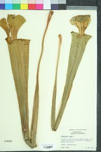 Sarracenia flava image