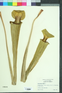 Sarracenia flava image