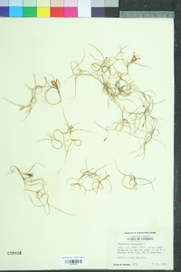 Tillandsia usneoides image