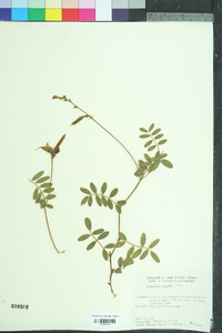 Tephrosia spicata image