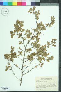Crataegus uniflora image
