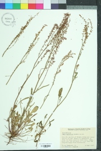 Rumex hastatulus image