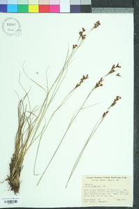 Juncus scirpoides image