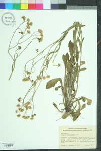 Erigeron quercifolius image