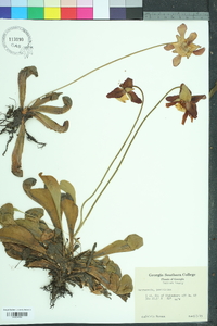 Sarracenia psittacina image