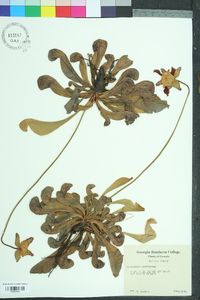 Sarracenia psittacina image