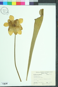 Sarracenia flava image