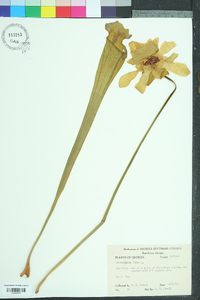 Sarracenia flava image