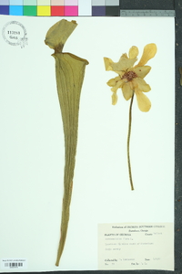 Sarracenia flava image