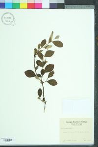 Styrax americanus image