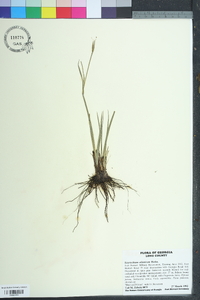 Sisyrinchium atlanticum image