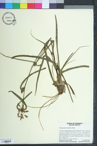 Tradescantia hirsutiflora image