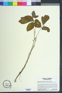 Toxicodendron pubescens image