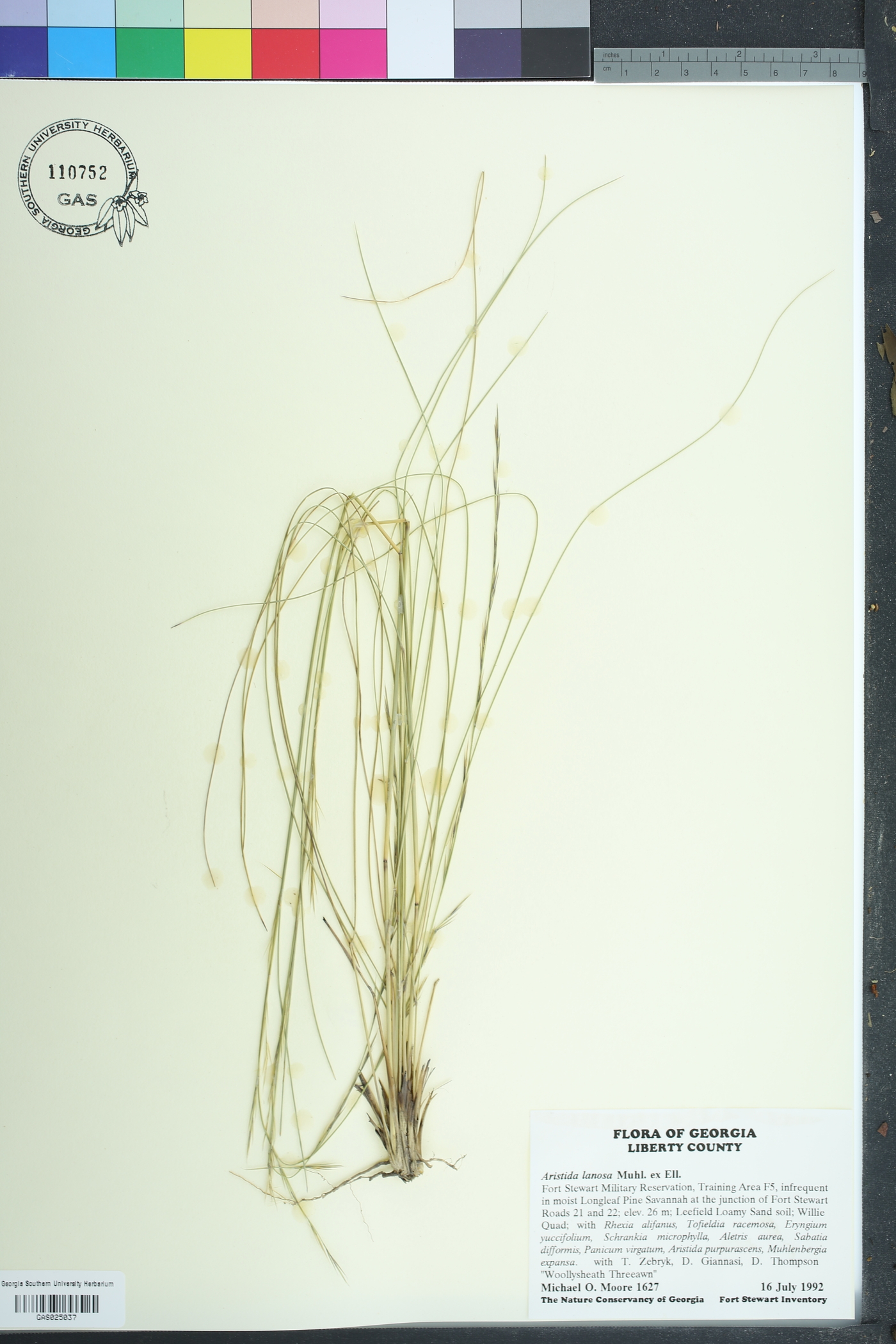 Aristida lanosa image