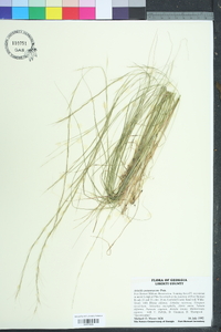 Aristida purpurascens image