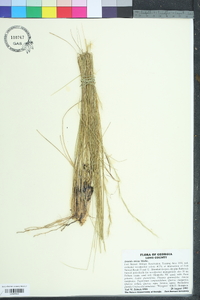 Aristida stricta image