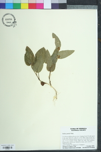 Smilax pumila image