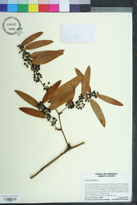 Smilax laurifolia image