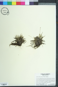 Lachnocaulon anceps image