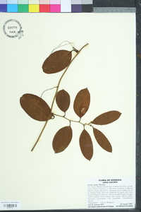 Smilax smallii image