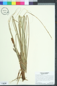 Carex glaucescens image