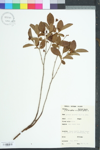 Lyonia mariana image