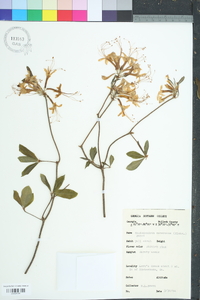 Rhododendron canescens image