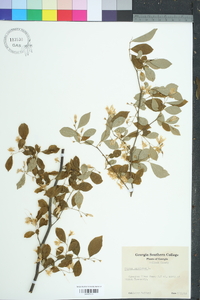 Styrax americanus image