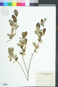 Styrax americanus image