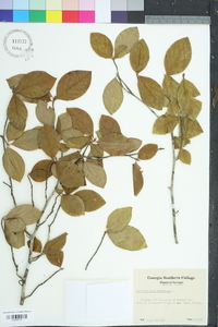 Stewartia malacodendron image