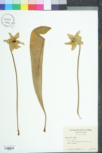 Sarracenia minor image