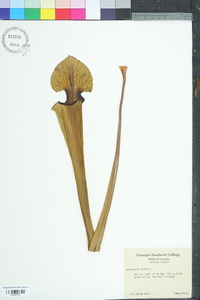 Sarracenia flava image