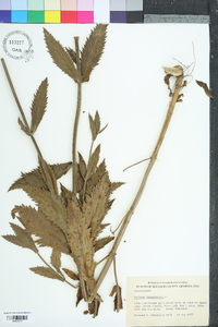 Verbena bonariensis image