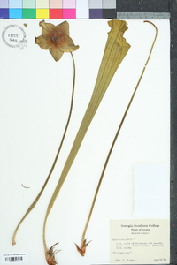 Sarracenia flava image