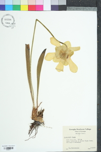 Sarracenia flava image