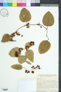 Smilax walteri image