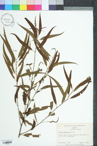 Salix caroliniana image