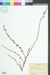 Vaccinium fuscatum image